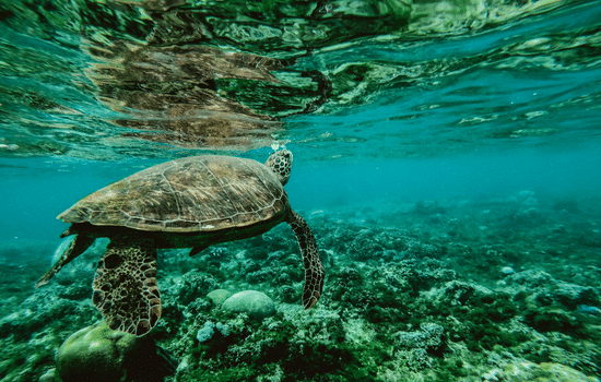 A importância dos oceanos para a vida na Terra