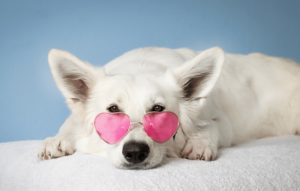 O amor incondicional e a lealdade de um cachorrinho.