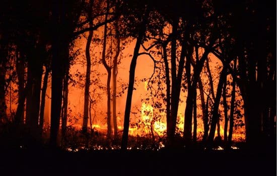 A degradação ambiental causada pelo desmatamento