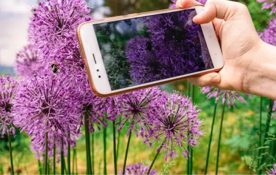 Aplicaciones gratuitas para identificar plantas fácilmente