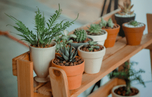 Descubre las mejores apps para cuidar plantas