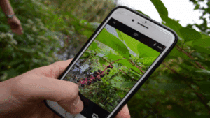 Conoce plantas con apps gratis