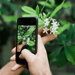 Salud Natural: App de Plantas Medicinales