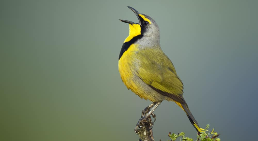 Identifica el pájaro que canta usando tu móvil