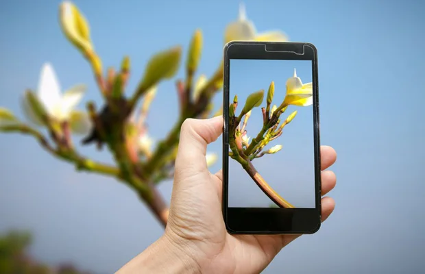 Fotografía plantas y descubre nombre, especie y datos