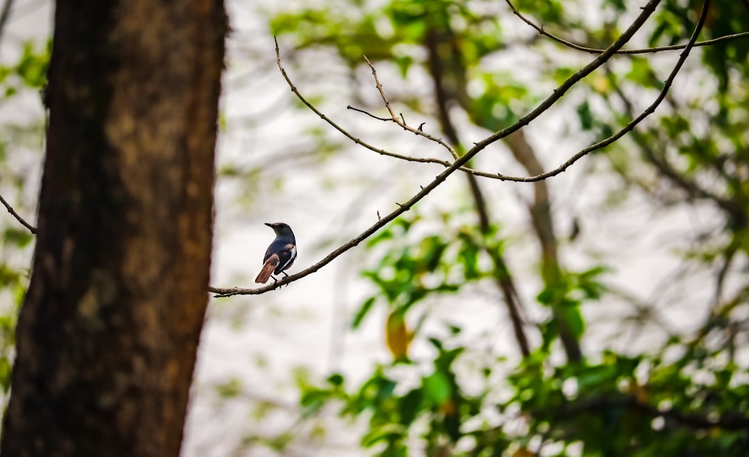 Identifica aves por su canto en segundos alrededor suyo