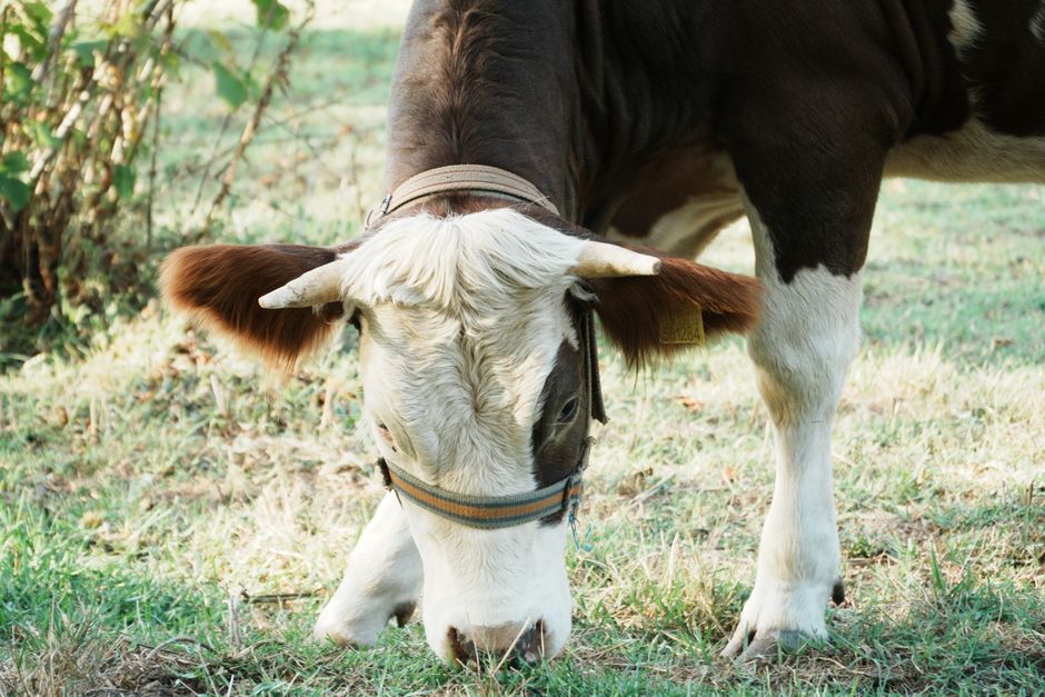 Peso del ganado por celular: cómo estimar el peso del animal
