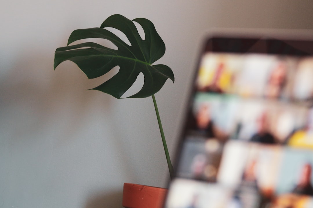 Identifica plantas por foto: nombre, especie y detalles en segundos